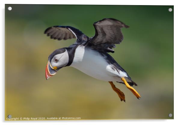 Flying Puffin looking for a landing spot Acrylic by Philip Royal