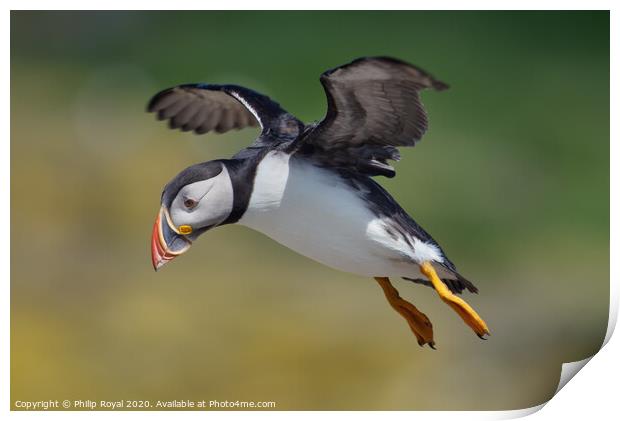 Flying Puffin looking for a landing spot Print by Philip Royal