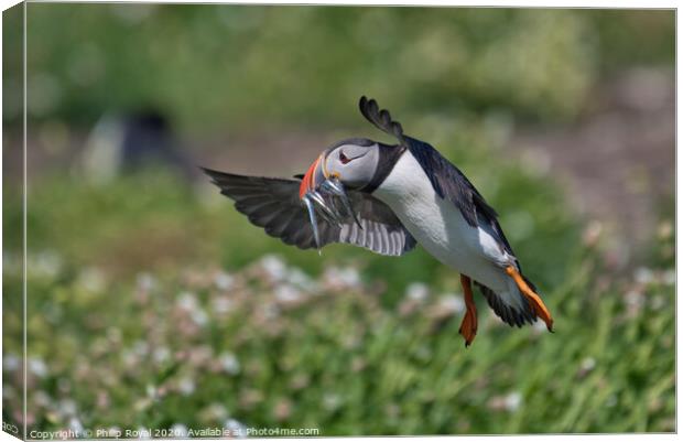 Puffin with Sand Eels landing from the right Canvas Print by Philip Royal
