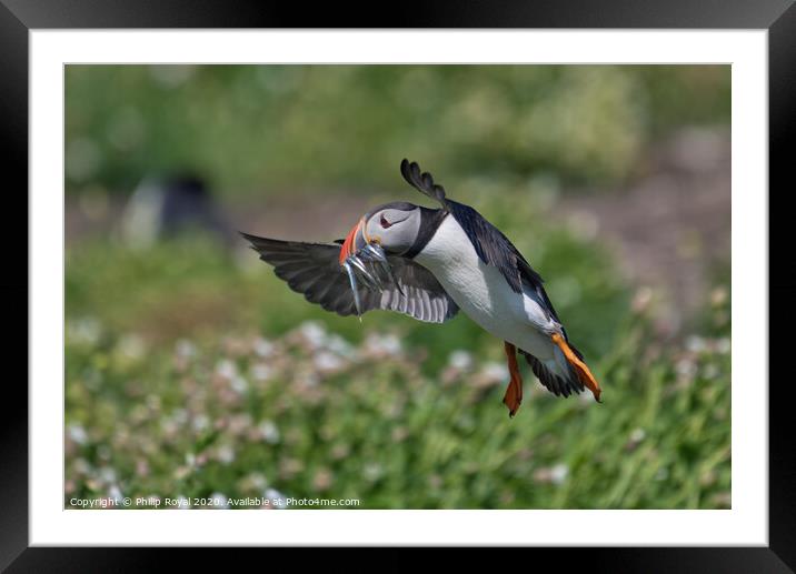 Puffin with Sand Eels landing from the right Framed Mounted Print by Philip Royal