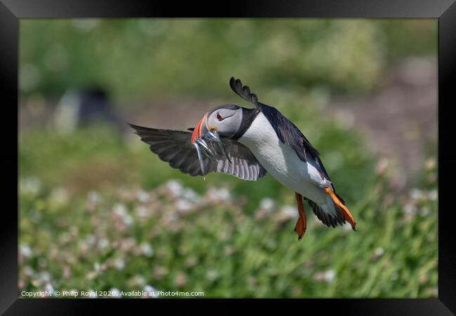 Puffin with Sand Eels landing from the right Framed Print by Philip Royal