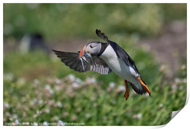 Puffin with Sand Eels landing from the right Print by Philip Royal
