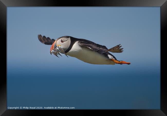 Puffin with Sand Eels in flight flying right to left  Framed Print by Philip Royal