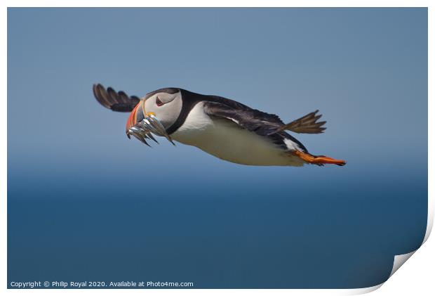 Puffin with Sand Eels in flight flying right to left  Print by Philip Royal