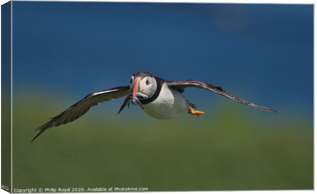 Puffin with Sand Eels in flight head on view Canvas Print by Philip Royal