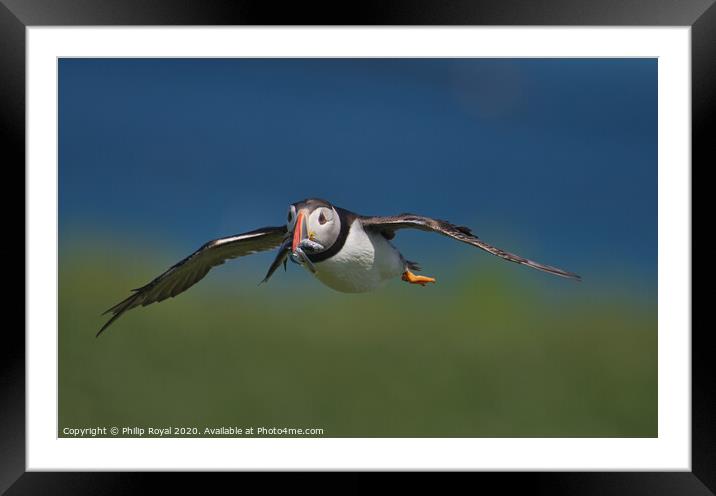 Puffin with Sand Eels in flight head on view Framed Mounted Print by Philip Royal