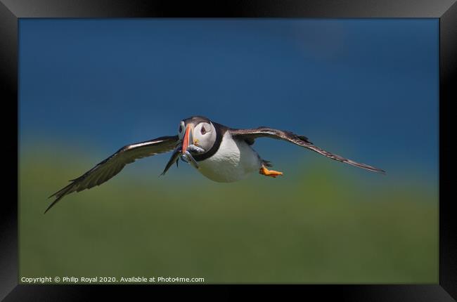 Puffin with Sand Eels in flight head on view Framed Print by Philip Royal