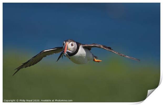 Puffin with Sand Eels in flight head on view Print by Philip Royal