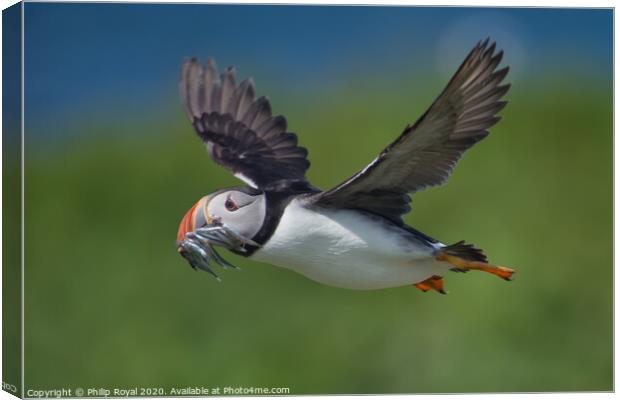 Puffin with Sand Eels in flight right to left Canvas Print by Philip Royal
