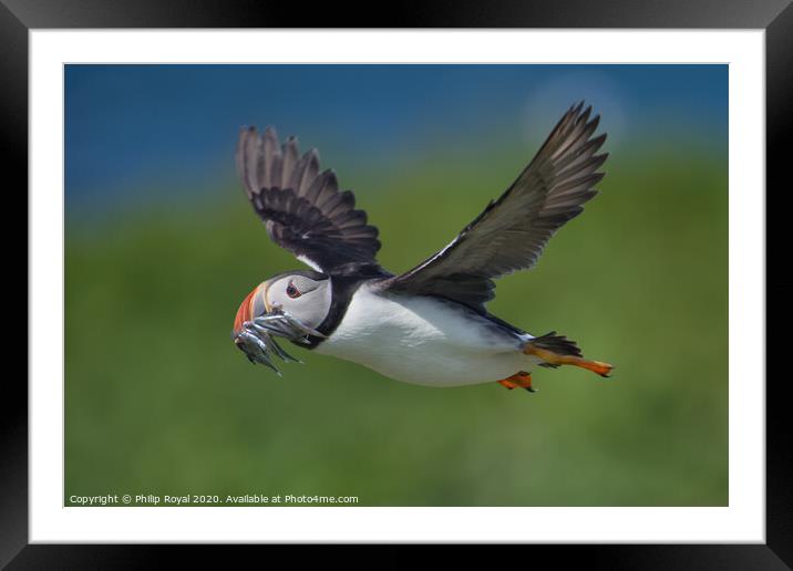 Puffin with Sand Eels in flight right to left Framed Mounted Print by Philip Royal