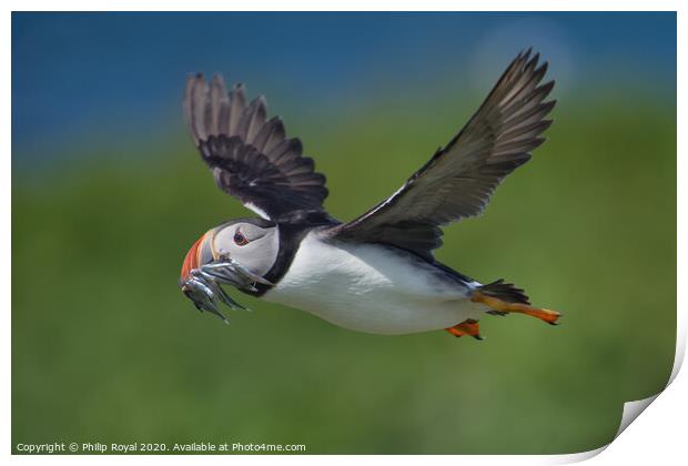 Puffin with Sand Eels in flight right to left Print by Philip Royal