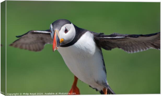 Puffin Landing close up Canvas Print by Philip Royal