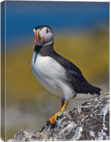Puffin Full Body Portrait facing to the left Canvas Print by Philip Royal
