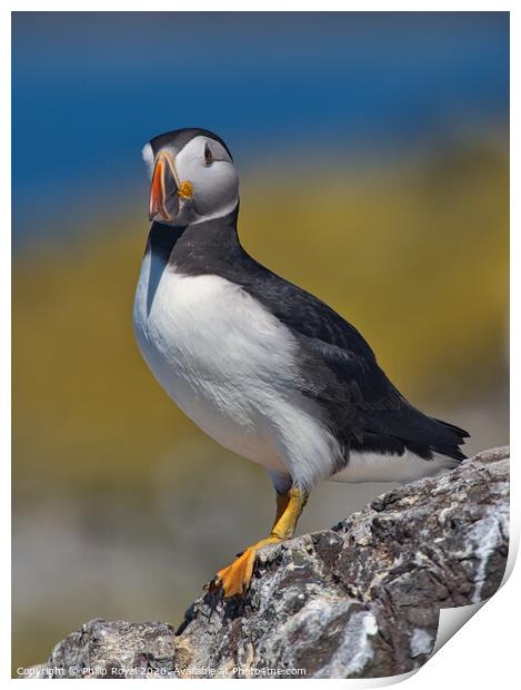 Puffin Full Body Portrait facing to the left Print by Philip Royal