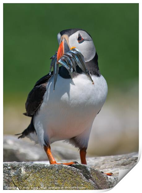 Puffin with beak full of Sand Eeels looking to left Print by Philip Royal