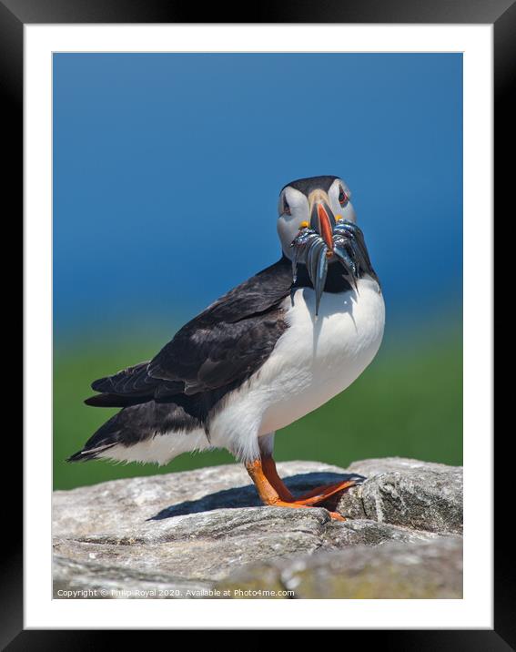 Puffin with beak full of Sand Eels Framed Mounted Print by Philip Royal