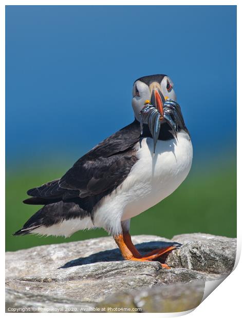 Puffin with beak full of Sand Eels Print by Philip Royal