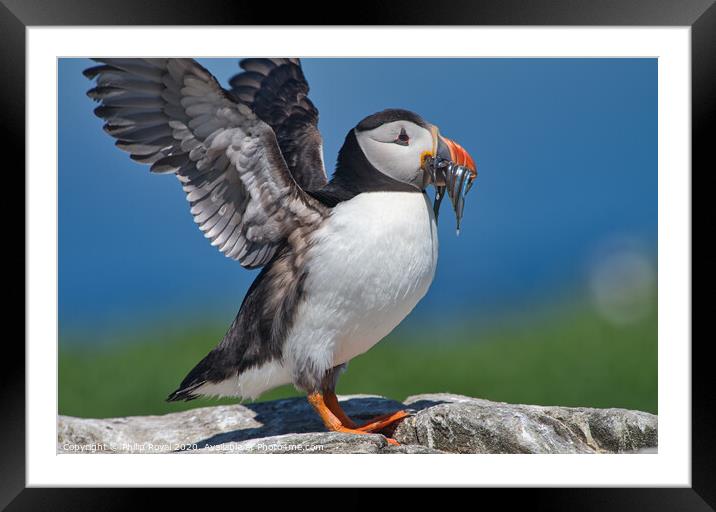 Puffin with Sand Eels flapping Wings Framed Mounted Print by Philip Royal