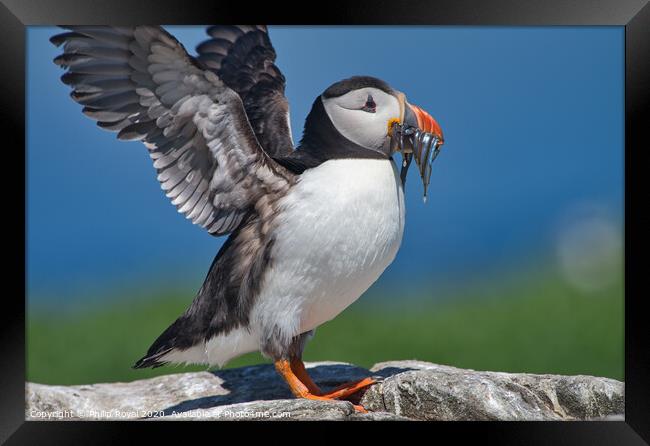Puffin with Sand Eels flapping Wings Framed Print by Philip Royal
