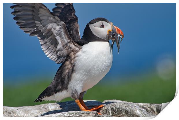 Puffin with Sand Eels flapping Wings Print by Philip Royal