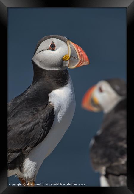 Puffin Portrait looking to the right Framed Print by Philip Royal