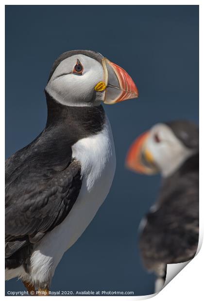 Puffin Portrait looking to the right Print by Philip Royal