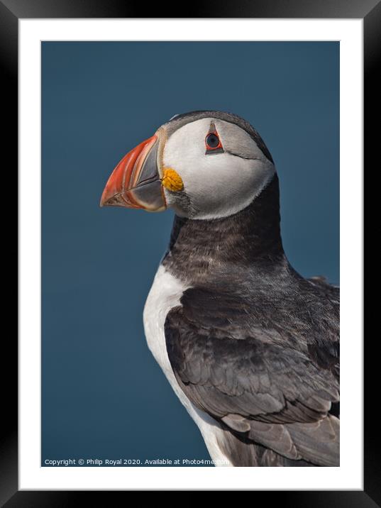 Puffin Upper Body Portrait looking to the left Framed Mounted Print by Philip Royal