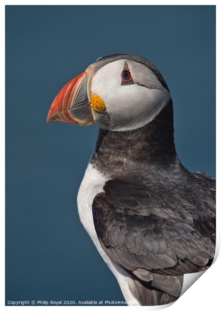 Puffin Upper Body Portrait looking to the left Print by Philip Royal