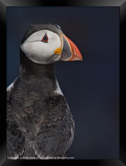 Puffin Upper Body Portrait looking over shoulder Framed Print by Philip Royal