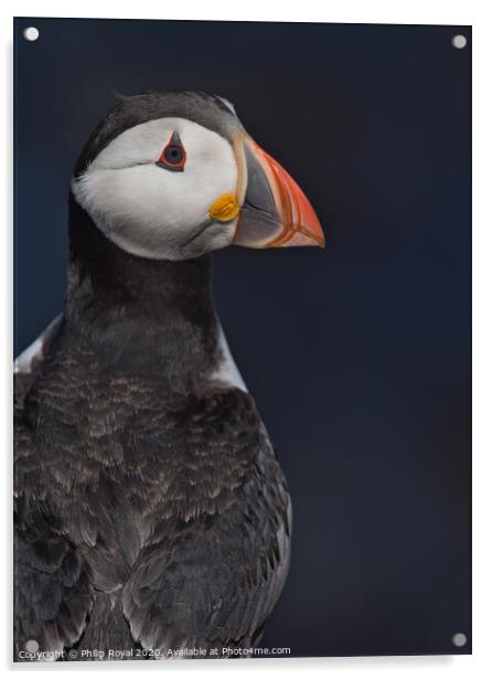 Puffin Upper Body Portrait looking over shoulder Acrylic by Philip Royal