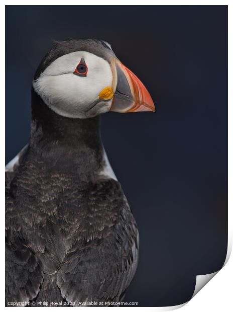 Puffin Upper Body Portrait looking over shoulder Print by Philip Royal