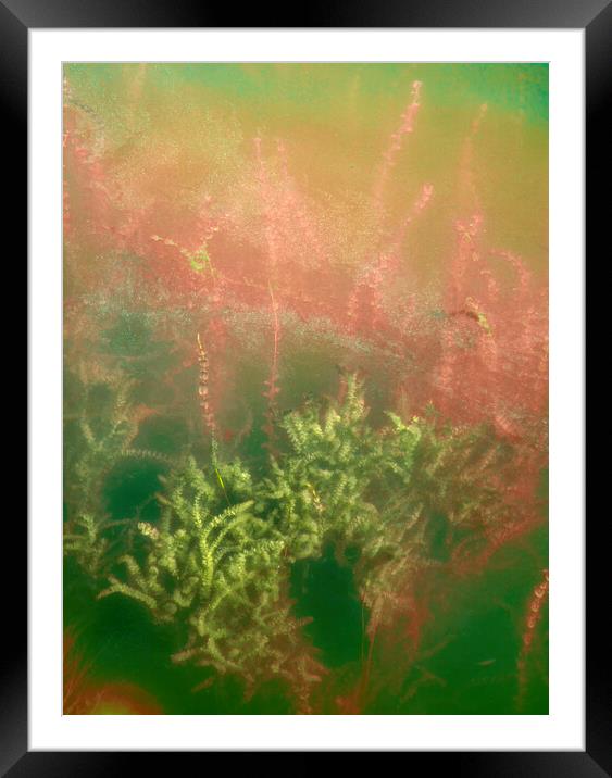 Underwater plants. Krka National Park, Croatia Framed Mounted Print by JM Ardevol