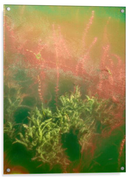 Underwater plants. Krka National Park, Croatia Acrylic by JM Ardevol