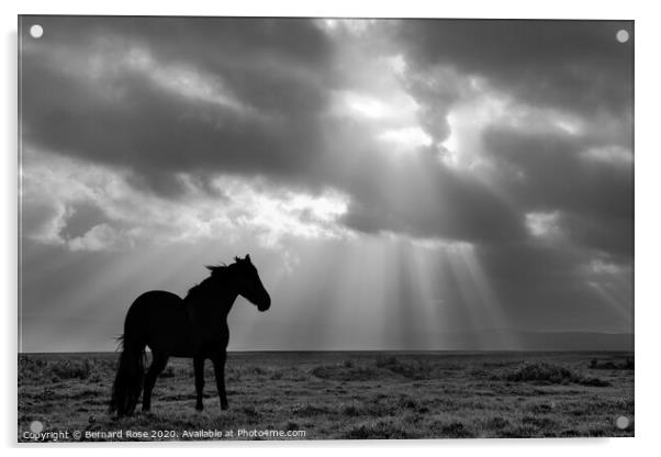 Black Horse on Neston Marsh - Black &amp; White Acrylic by Bernard Rose Photography