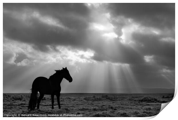 Black Horse on Neston Marsh - Black &amp; White Print by Bernard Rose Photography