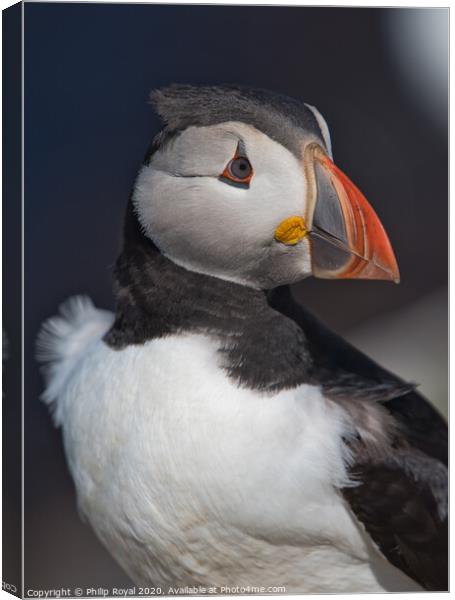 Puffin Head and Shoulders Portrait looking to the right  Canvas Print by Philip Royal
