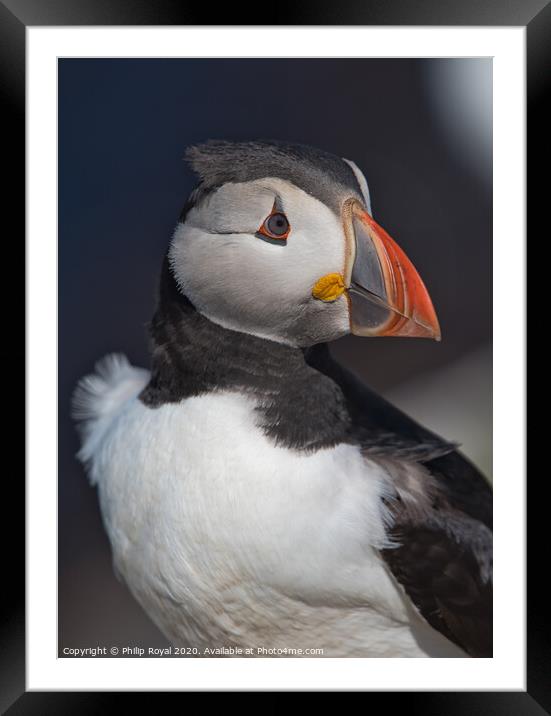 Puffin Head and Shoulders Portrait looking to the right  Framed Mounted Print by Philip Royal
