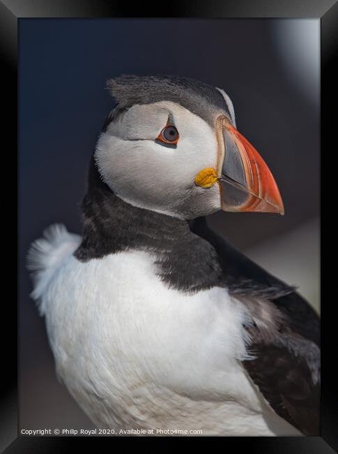 Puffin Head and Shoulders Portrait looking to the right  Framed Print by Philip Royal