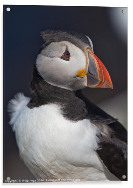 Puffin Head and Shoulders Portrait looking to the right  Acrylic by Philip Royal