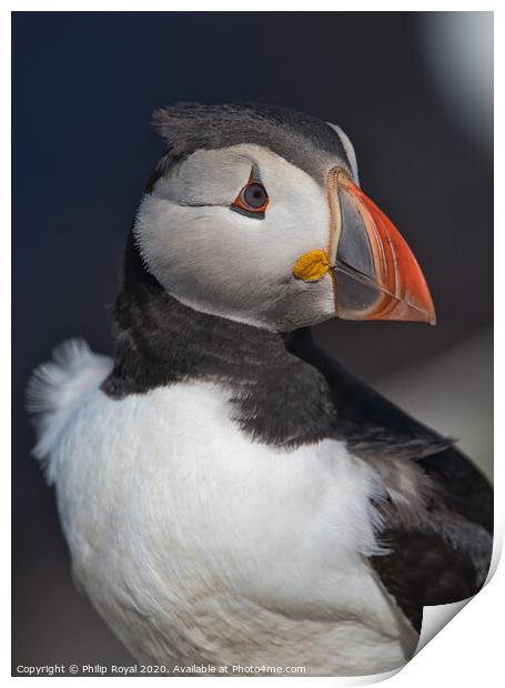 Puffin Head and Shoulders Portrait looking to the right  Print by Philip Royal