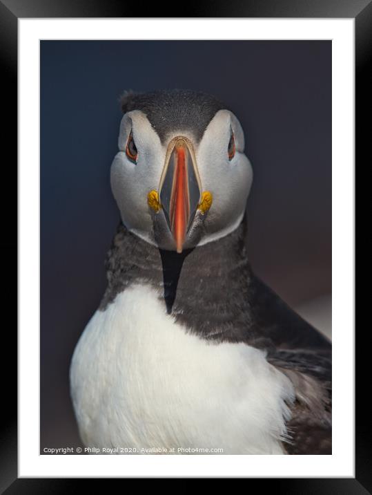 Puffin Head and Shoulders Portrait looking at the camera Framed Mounted Print by Philip Royal