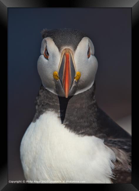 Puffin Head and Shoulders Portrait looking at the camera Framed Print by Philip Royal