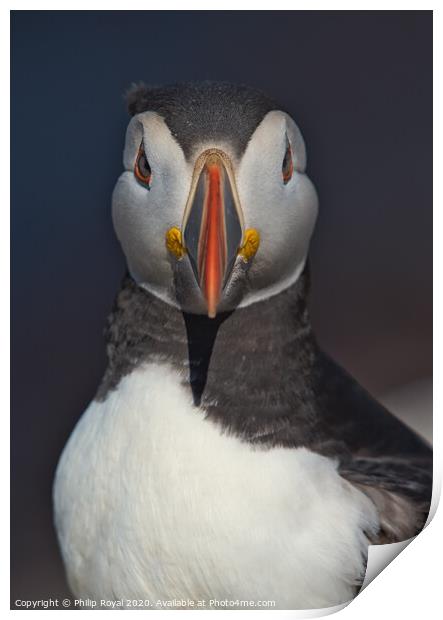 Puffin Head and Shoulders Portrait looking at the camera Print by Philip Royal