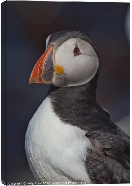 Puffin Head and Shoulders Portrait looking to the left Canvas Print by Philip Royal