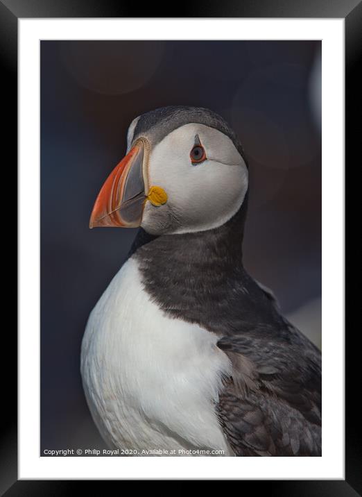 Puffin Head and Shoulders Portrait looking to the left Framed Mounted Print by Philip Royal