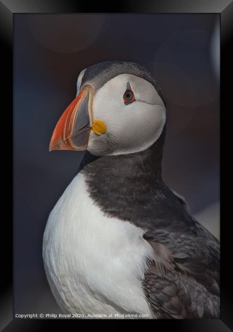 Puffin Head and Shoulders Portrait looking to the left Framed Print by Philip Royal