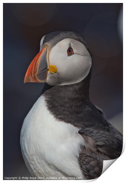 Puffin Head and Shoulders Portrait looking to the left Print by Philip Royal