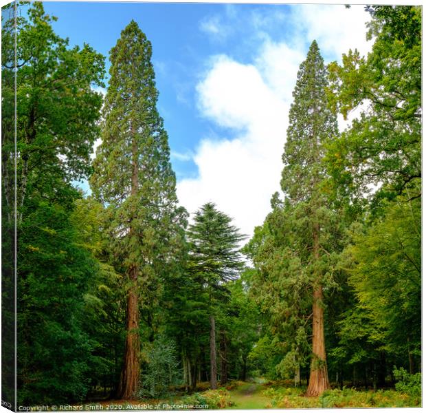 Giant Redwoods of Rhinefield road, Hampshire Canvas Print by Richard Smith