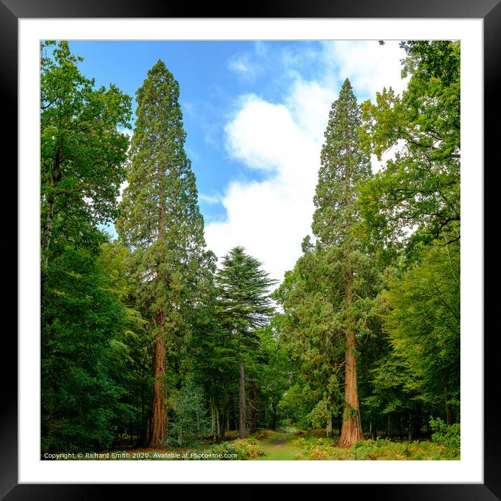 Giant Redwoods of Rhinefield road, Hampshire Framed Mounted Print by Richard Smith