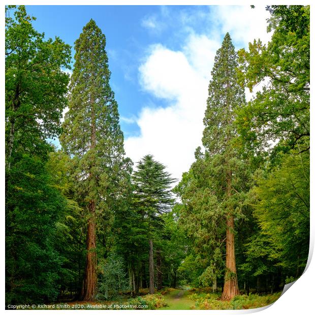 Giant Redwoods of Rhinefield road, Hampshire Print by Richard Smith
